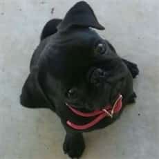 black Pug puppy at 3 months old