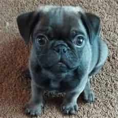 Black Pug puppy at 9 weeks old