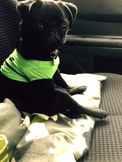 black Pug puppy sitting alert