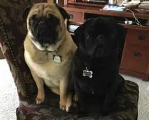 black pug vs fawn pug