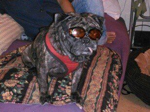 brindle pug