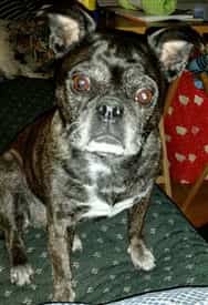 brindle Pug example