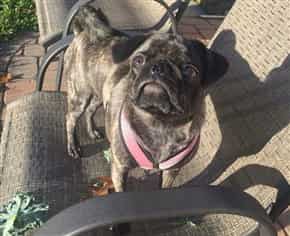 Brindle Pug mistaken for black Pug