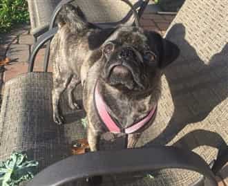 Brindle Pug mistaken for black Pug