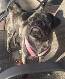 Brindle Pug outside