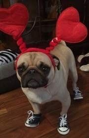 pug-dog-with-shoes