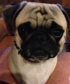 Close up of Pug puppy dog
