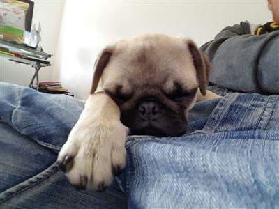 cute pug pup