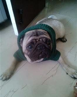 cute Pug dog