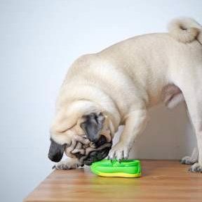 perfect Pug dog