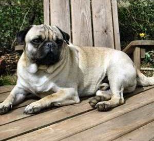 Pug dog sitting on deck