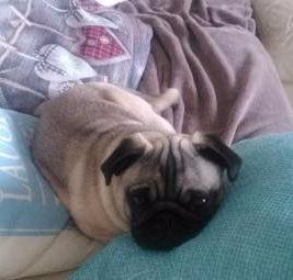 Pug dog is sensitive