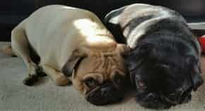 a fawn Pug and a black Pug