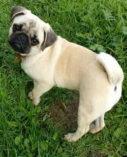 fawn Pug with shading
