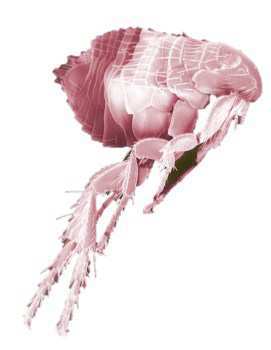 close up view of dog flea
