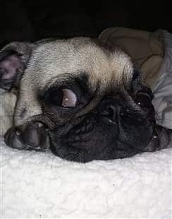 funny Pug puppy, big eyes