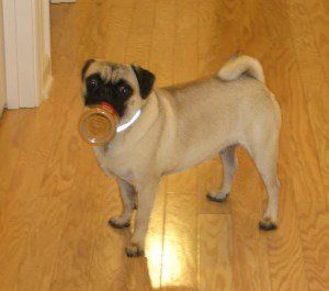 cute Pug dog Gimli