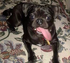 happy Pug dog