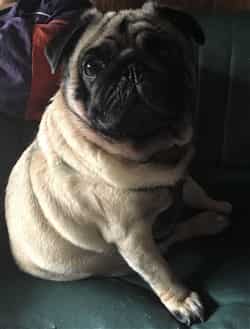 light fawn Pug dog