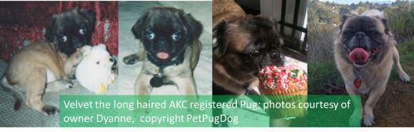 Age progression of long haired Pug