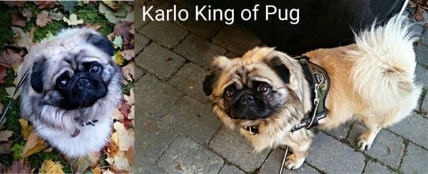 long-haired-pug-male-