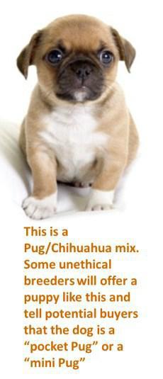 Miniature Pug dog