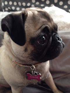side profile of Pug dog
