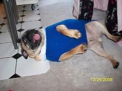 Pug dog behaving silly