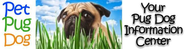 pug dog information banner