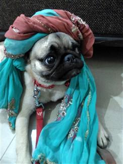 prince pug dog