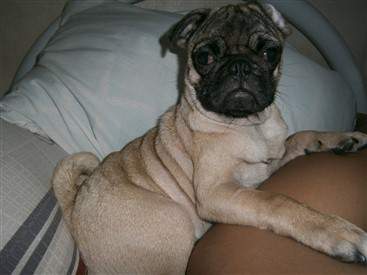 pug at 5 months old