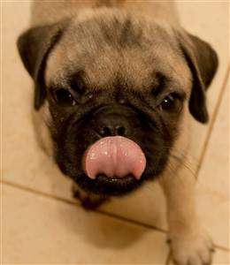 pug licking