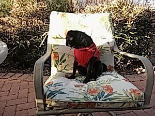 pug on chair