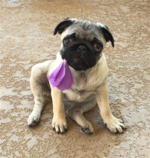 pug with balloon