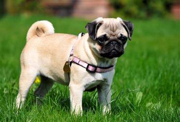 Pug with harness