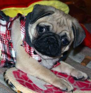 female Pug puppy