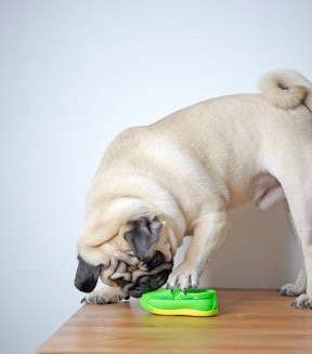 perfect Pug dog