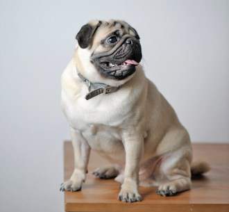 perfect Pug dog