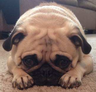 female Pug looking serious