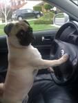 1 year old Pug