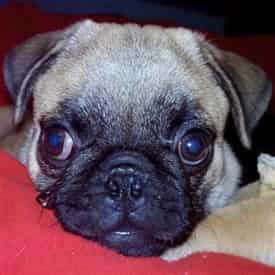 Pug at 3 months old with no wrinkles