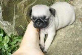 Pug puppy 6