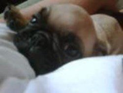 Sleepy Pug puppy