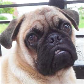 Pug 8 months old wrinkle comparison