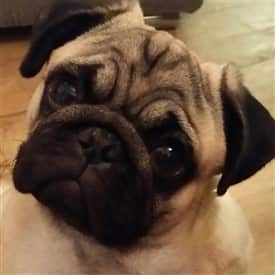 Pug at 8 months old with lots of wrinkles