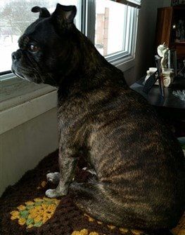 pug-after-weight-loss-03