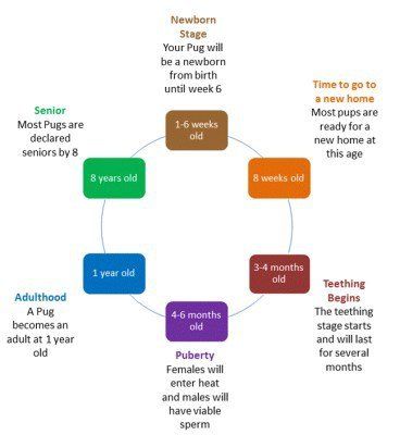 Pug dog age chart