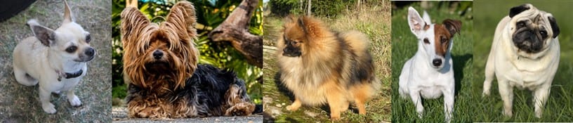 pug-and-other-toy-breeds