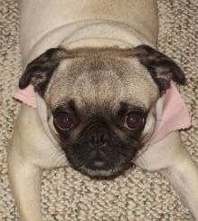 female Pug dog looking up