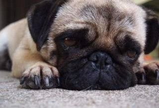 Pug dog biting as a puppy